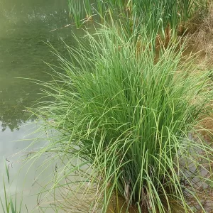 Carex elata Tufted Sedge