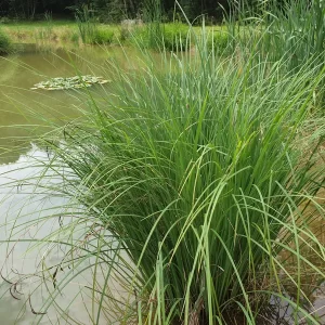 Carex elata Tufted Sedge