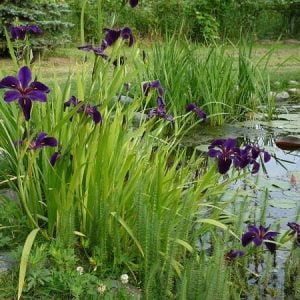 iris-louisiana-black-gamecock-2