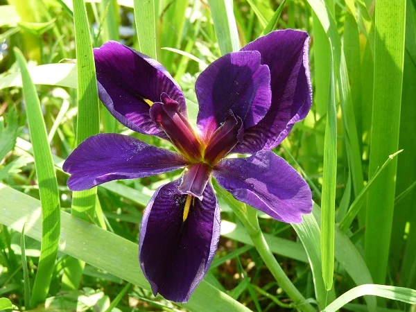 iris-louisiana-black-gamecock-3