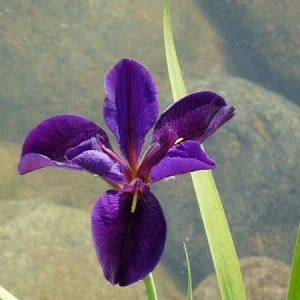 iris-louisiana-black-gamecock