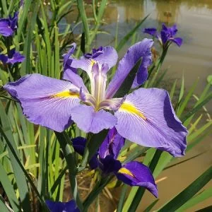 iris-louisiana-sinfonietta
