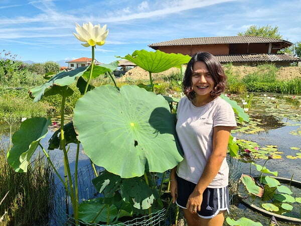Lotus Nelumbo 'Space' - Edible lotus - Aquatic Plants Nursery