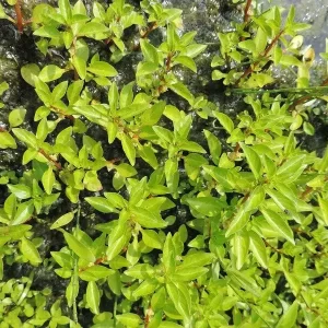 ludwigia palustris Marsh Seedbox Water Purslane