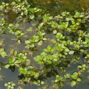 ludwigia palustris Marsh Seedbox Water Purslane
