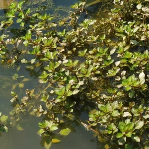 ludwigia palustris Marsh Seedbox Water Purslane