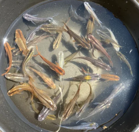 Madeca Fish Aquatic insects and pond creatures - Aquatic Plants Nursery