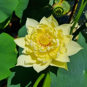 Nelumbo Autumn in Moling