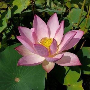 Lotus Nelumbo 'Buinore'