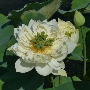 nelumbo-xi-shi-wan-cha-2