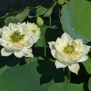nelumbo-xi-shi-wan-cha-3