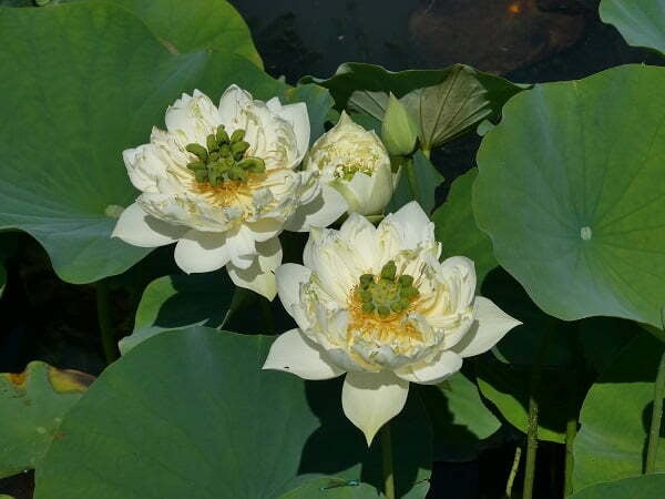 nelumbo-xi-shi-wan-cha