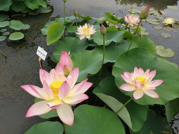 Lotus Nelumbo 'Xin De Lian' - Aquatic Plants Nursery