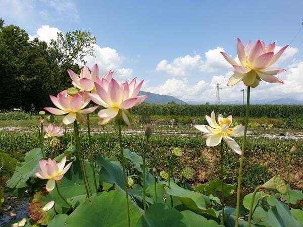 Lotus Nelumbo 'Xin De Lian' - Aquatic Plants Nursery