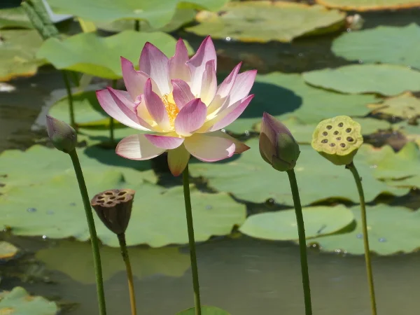 Lotus Nelumbo 'Xin De Lian' - Aquatic Plants Nursery