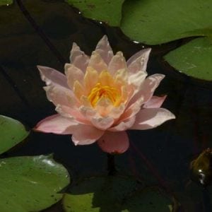 Nymphaea 'Barbara Dobbins' Water Lily