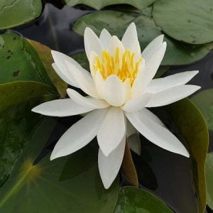 Nymphaea 'Caroliniana Nivea' Water Lily