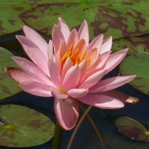 Nymphaea 'Colorado' Water Lily