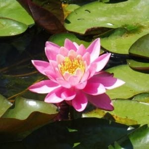 Nymphaea 'Firecrest' Water Lily
