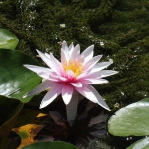 Nymphaea 'Fritz Junge' Water Lily