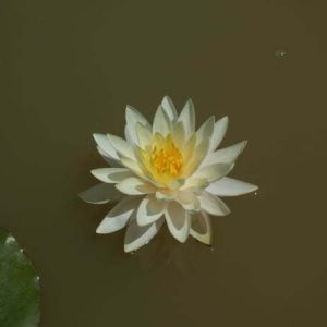 Nymphaea 'Gold Medal' Water Lily