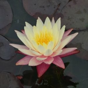 Nymphaea 'Gregg's Orange Beauty' Water Lily