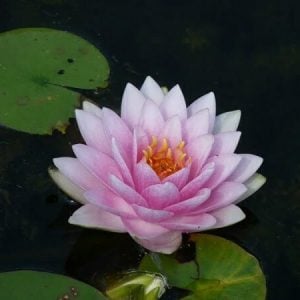 Nymphaea 'Madame Wilfron Gonnere' Water Lily