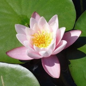 Nymphaea 'Marliacea Carnea' Water Lily