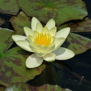 Nymphaea 'Moorei' Water Lily