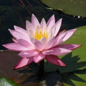 Nymphaea 'Nigel' Water Lily