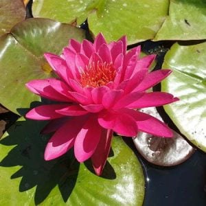 Nymphaea 'Nohime' Water Lily