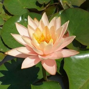 Nymphaea 'Patio Joe' Water Lily