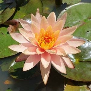 Nymphaea 'Peace Lily' Water Lily