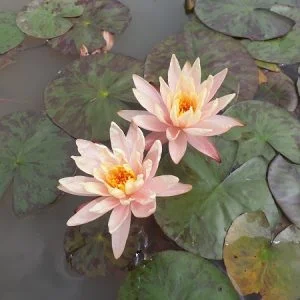Nymphaea 'Peace Lily' Water Lily - Aquatic Plants Nursery