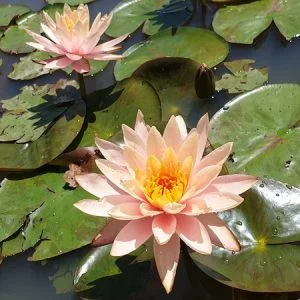 Nymphaea 'Peace Lily' Water Lily - Aquatic Plants Nursery