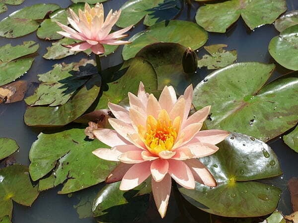 Nymphaea 'Peace Lily' Water Lily - Aquatic Plants Nursery