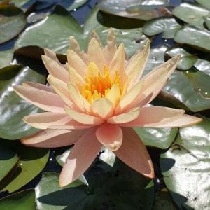 Nymphaea 'Peaches And Cream' Water Lily