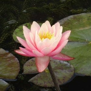 Nymphaea 'Perry's Orange Sunset' Water Lily