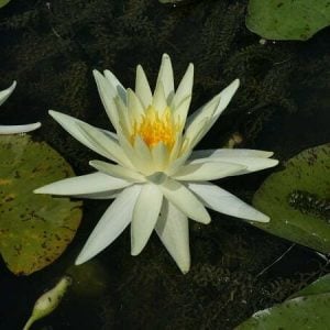 Nymphaea 'Perry's Super Yellow' Water Lily