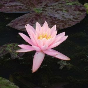Nymphaea 'Prakaysad' Water Lily