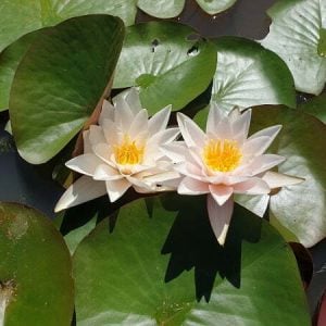 Nymphaea 'Princess Elizabeth' Water Lily