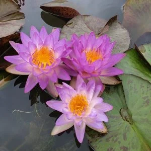 ninfea-siam-purple-2