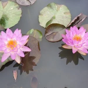 ninfea-siam-purple-3