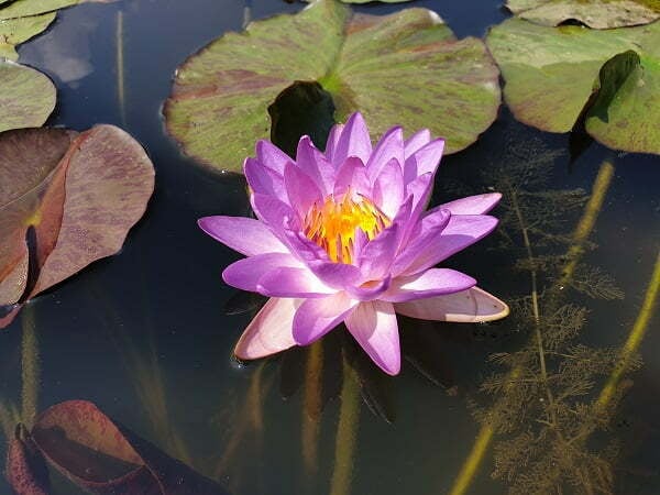 ninfea-siam-purple