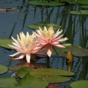 Nymphaea 'Sunny Pink' Water Lily