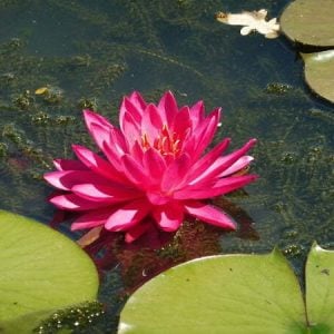 Nymphaea 'Tan Khwan' Water Lily