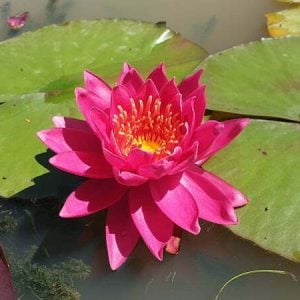 Nymphaea 'Wow' Water Lily