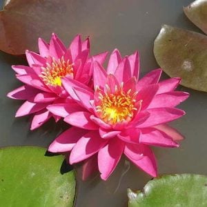 Nymphaea 'Yogi Gi' Water Lily