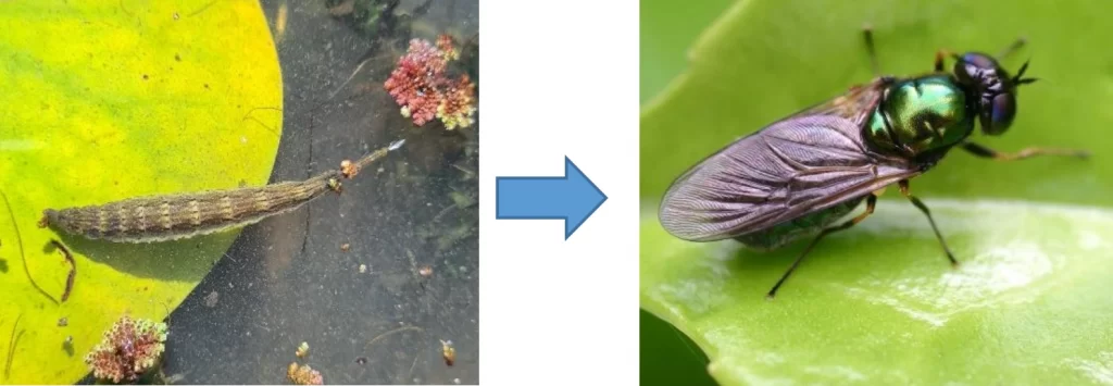 Aquatic insects and pond creatures - Aquatic Plants Nursery