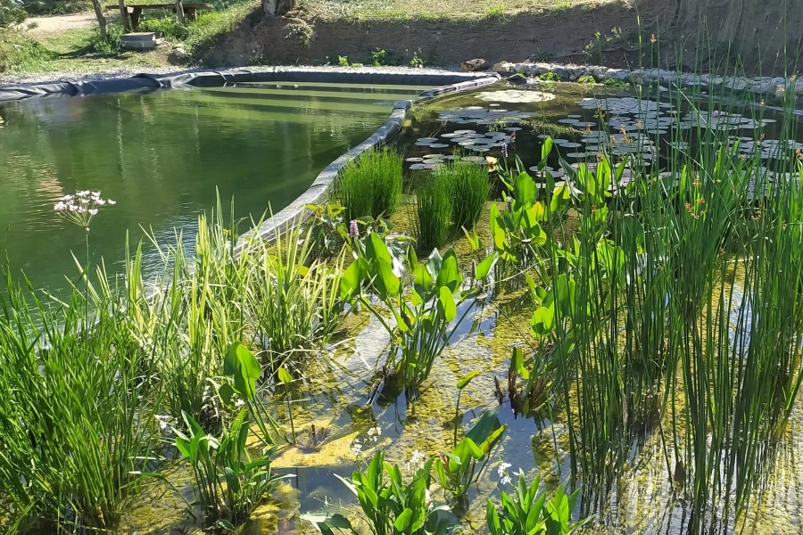 Biopiscina con piante acquatiche